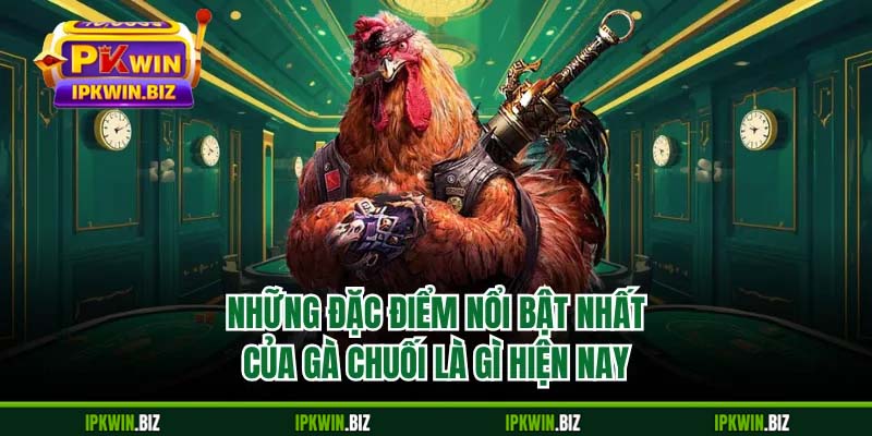 Những đặc điểm nổi bật nhất của gà chuối là gì hiện nay