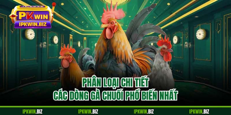 Phân loại chi tiết các dòng gà chuối phổ biến nhất